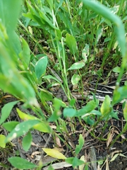 Polygonum aviculare