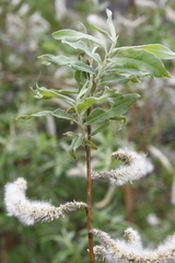 Salix gmelinii