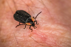 Lucidota atra