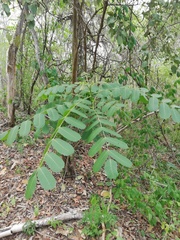 Comocladia macrophylla