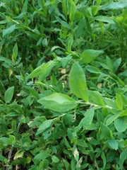 Polygonum aviculare