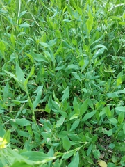 Polygonum aviculare