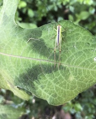 Conocephalus exemptus