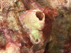 Megabalanus tintinnabulum