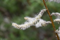 Salix gmelinii