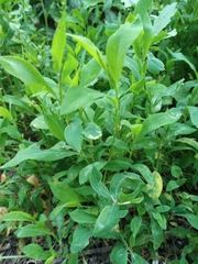 Polygonum aviculare