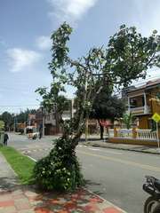 Ficus carica