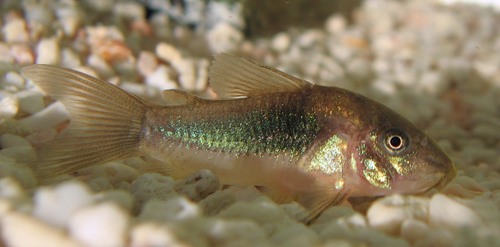 Bronze Cory