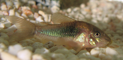 Bronze Cory