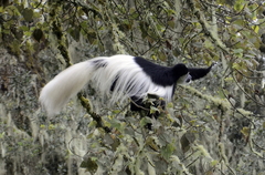 Colobus caudatus