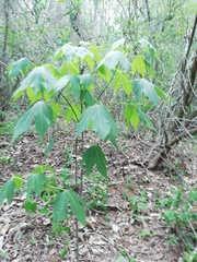 Gyrocarpus jatrophifolius