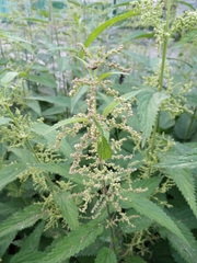 Urtica dioica