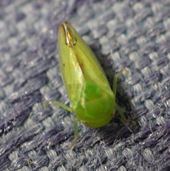 Hyalojassini