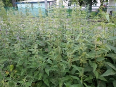 Urtica dioica