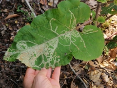 Phytomyza lappae