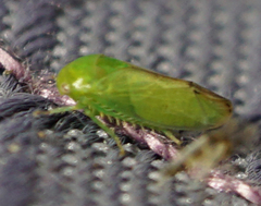 Hyalojassini