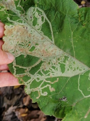 Phytomyza lappae