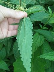 Urtica dioica