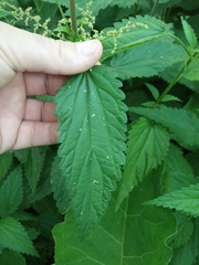 Urtica dioica