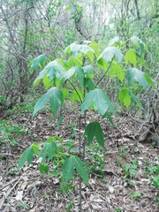 Gyrocarpus jatrophifolius
