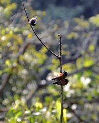 Spermestes bicolor nigriceps
