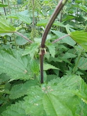 Urtica dioica