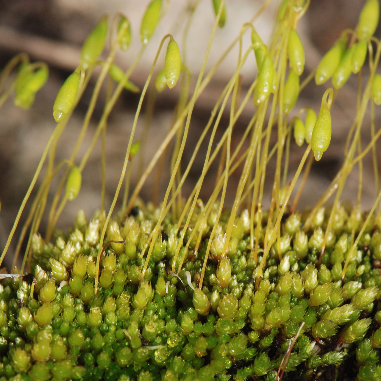 Imbribryum muehlenbeckii