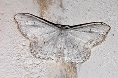 Idaea textaria