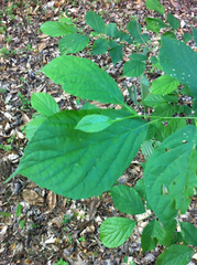 Styracaceae