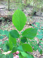 Styracaceae