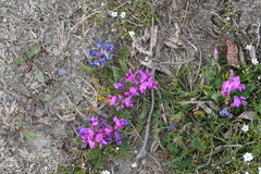 Oxytropis czekanowskii