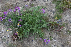 Oxytropis arctica taimyrensis