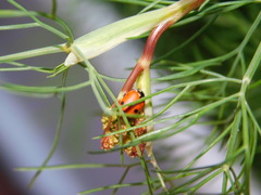 Hippodamia variegata