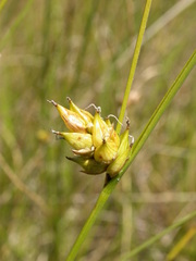 Carex oligosperma