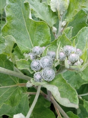 Arctium tomentosum