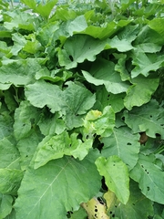 Arctium tomentosum