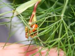 Hippodamia variegata