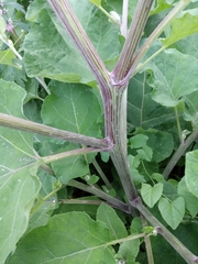 Arctium tomentosum