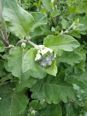 Arctium tomentosum