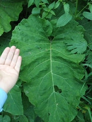 Arctium tomentosum