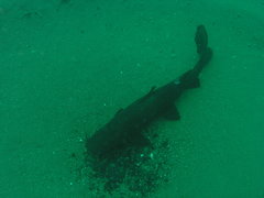Kampango photo 2