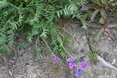 Oxytropis arctica taimyrensis