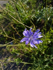 Cichorium intybus