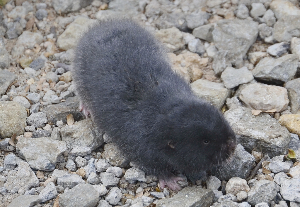 Northeast African Mole Rat