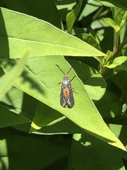Eichlinia cucurbitae