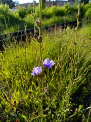 Cichorium intybus