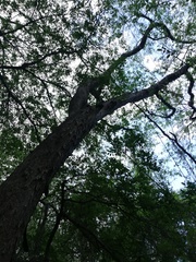 Pterocarpus acapulcensis