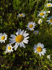 Leucanthemum vulgare