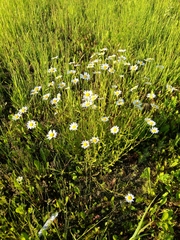 Leucanthemum vulgare