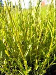 Leucanthemum vulgare